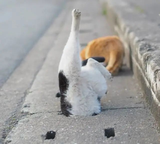 一组猫咪"社死"现场图,猫:我不要面子的吗?