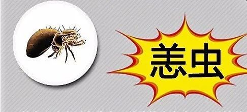 无独有偶 近期, 多地报道了"恙虫病 " 的相关病例: 厦门两位市民高烧