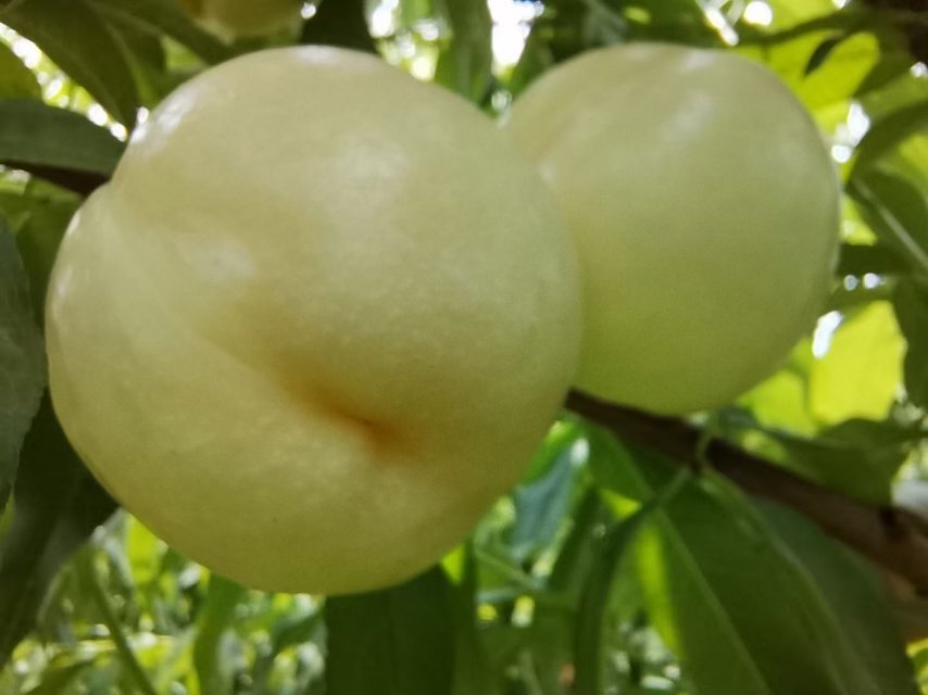水果常识脆蜜白油桃