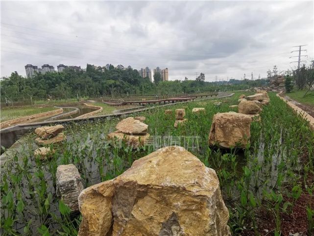 一个全新的湿地公园在内江城郊"横空出世"