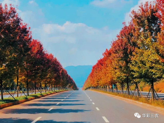 刚进入益阳东部新区,道路两边的红枫就让人眼前一亮,这赤焰一般的叶片