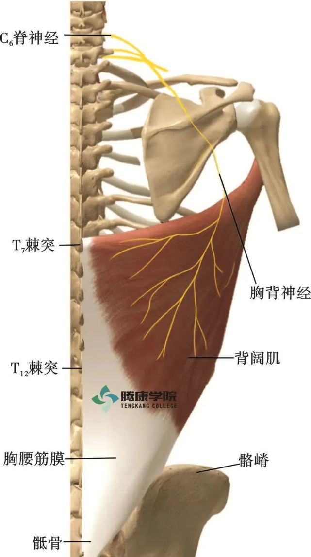 肩胛背神经 腾讯网