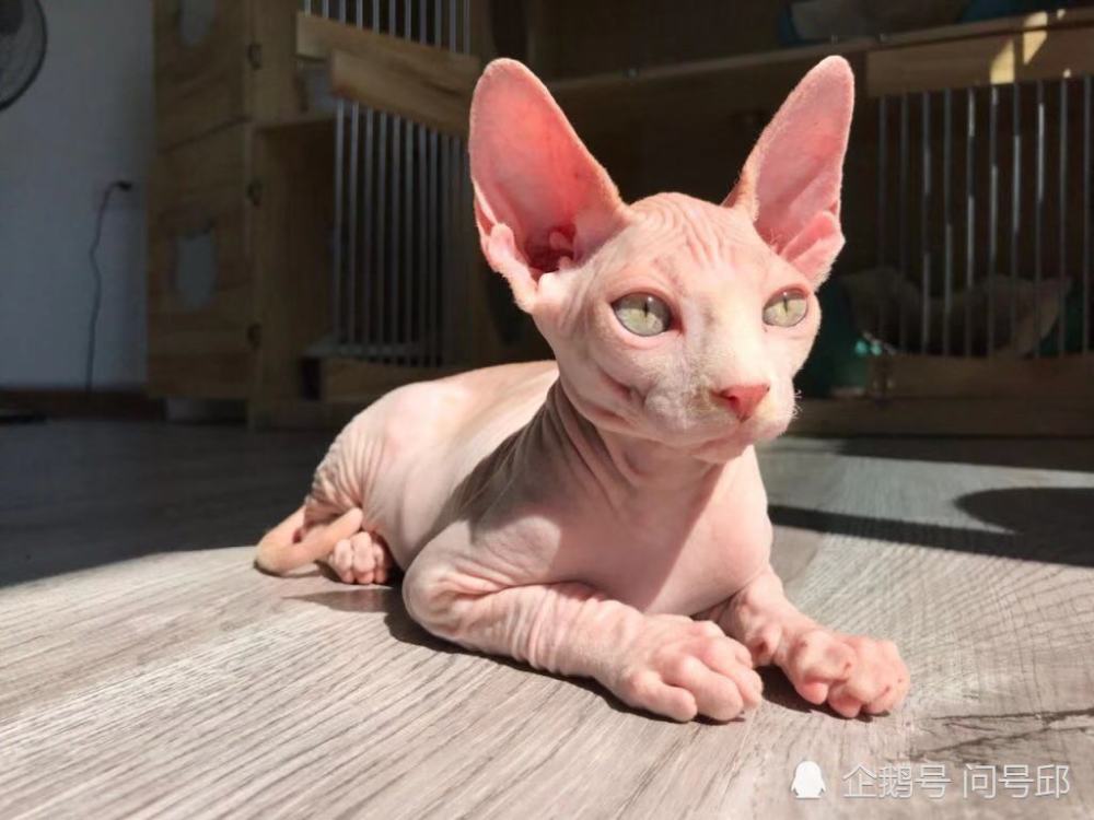 斯芬克斯猫是什么猫种?为什么不长毛发,冬天如何保暖?