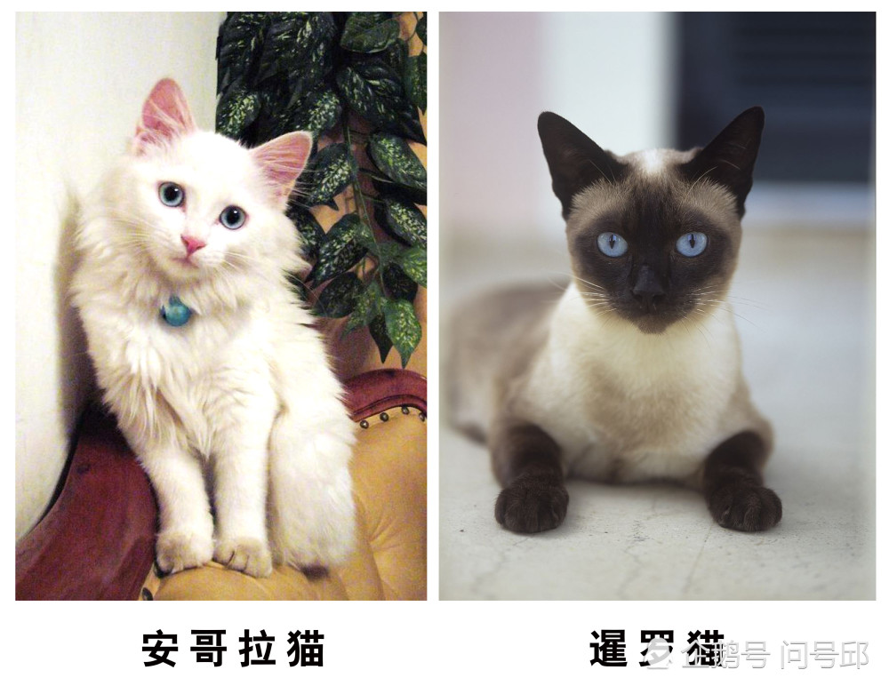 安哥拉猫和暹罗猫