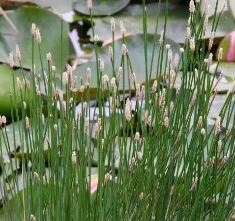 通天草——天山童姥的药方 长在地下的"雪梨"