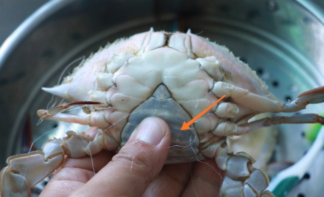 时候我们可以看一下螃蟹的蟹脐部分,蟹脐的部位是尖的就说明是母螃蟹
