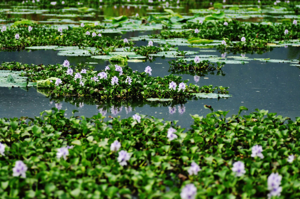 乡下池塘的水葫芦,霸道繁殖成害草,殊不知以往是慈禧宫内观赏花