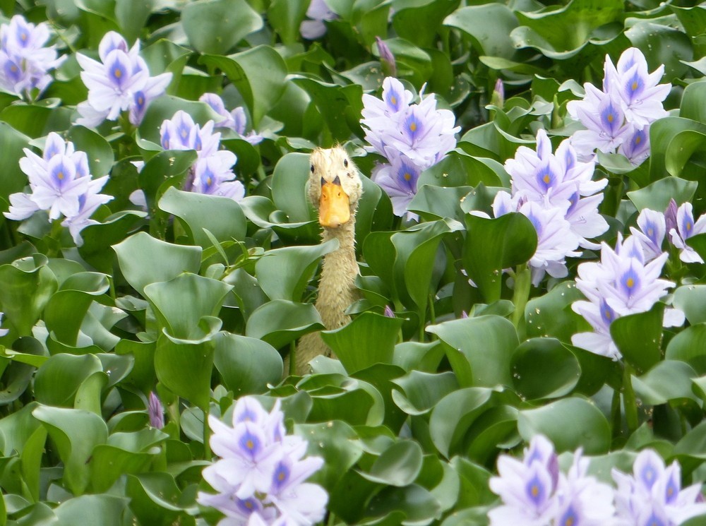 乡下池塘的水葫芦霸道繁殖成害草殊不知以往是慈禧宫内观赏花