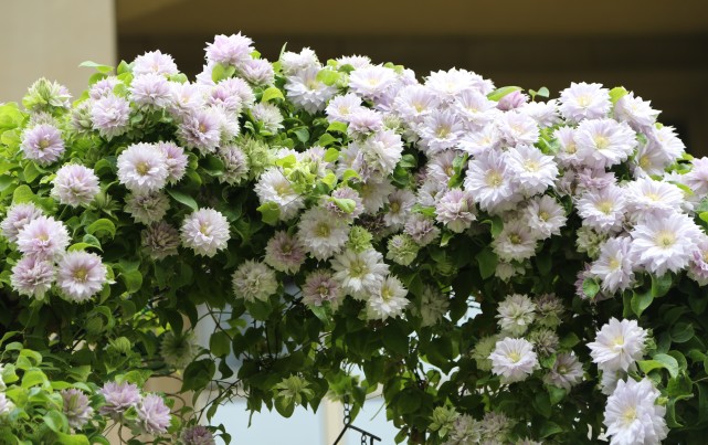 铁线莲"沃金美女"—花若牡丹,又仙又美,三季花开,阳台也能养