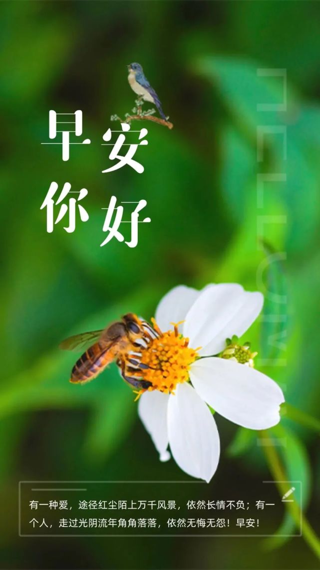 非常精美的早上好问候图片带字温馨,漂亮早安问候语美