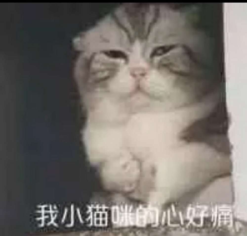 你该忙忙去吧,我继续去鬼混了‖猫猫头表情包