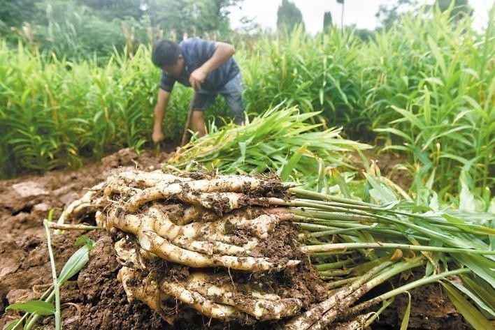 8月20日,记者来到东兴区永福镇山青庙村生姜种植基地里,种植大户