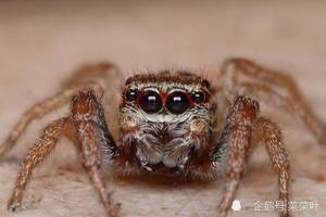 八只眼蜘蛛有点萌萌哒,但是蜘蛛是一个可怜的近视眼