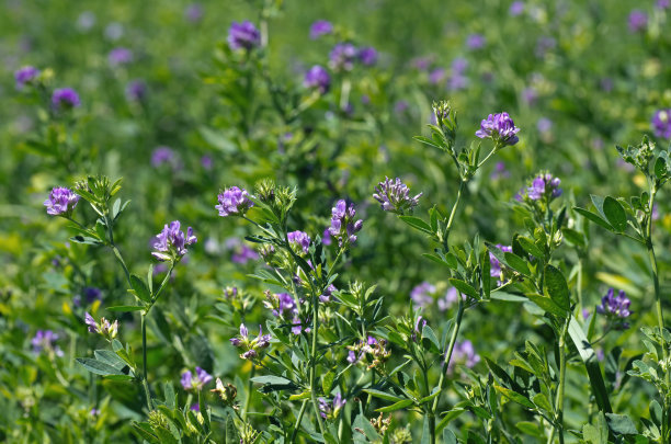 紫花苜蓿一茬可以产多少干草它耐寒能力强能收67年品质好