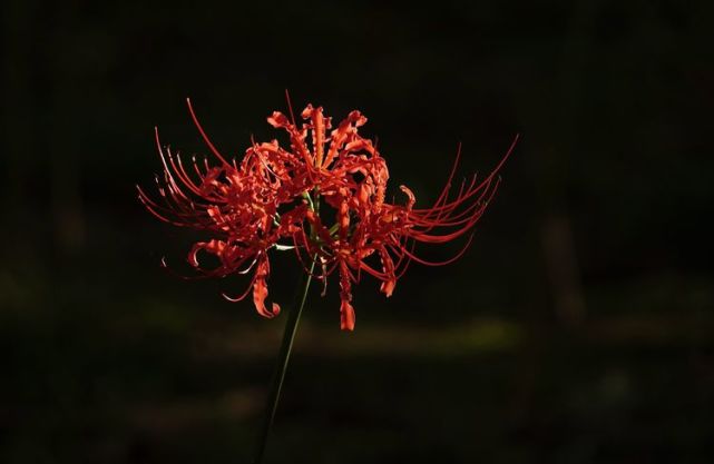 灞河岸边彼岸花