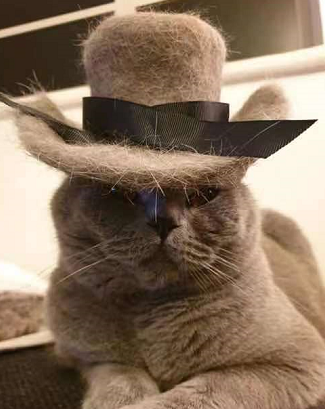 秃头猫奴一夜长出满头秀发,全网笑喷:快谢谢你家猫!
