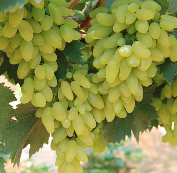 图文详解最贵的八个葡萄品种,你都听过吗?