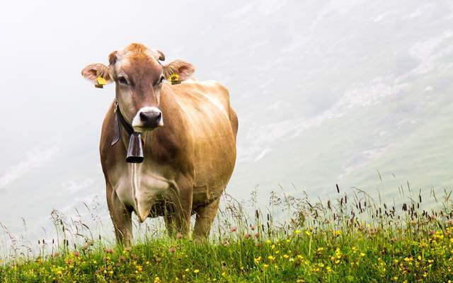 散养牛须知:肉牛秋茬地放牧五注意