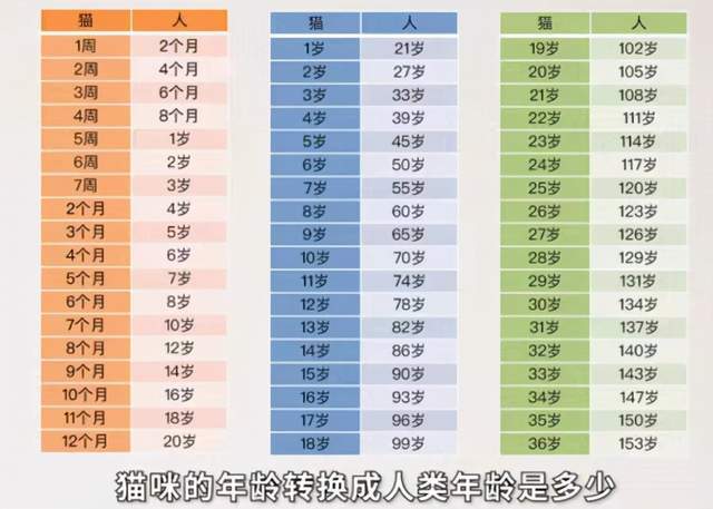 如果人猫互换年龄它会大你多少岁