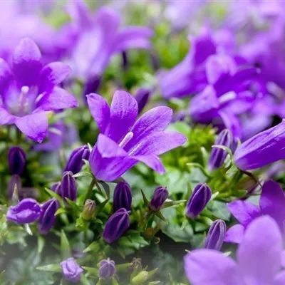 头像紫色花朵头像紫色柔顺的桔梗图片第231期