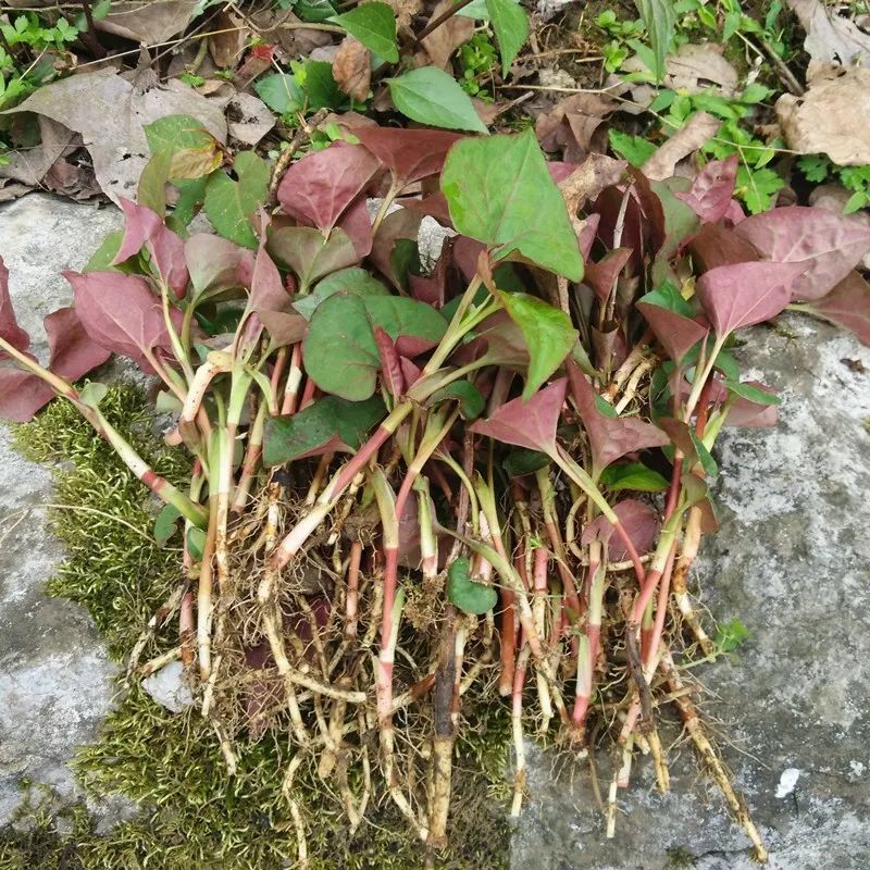 鱼腥草?蔬菜届的"臭豆腐"?