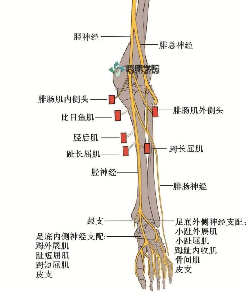 小腿疼痛的原因和治疗原则