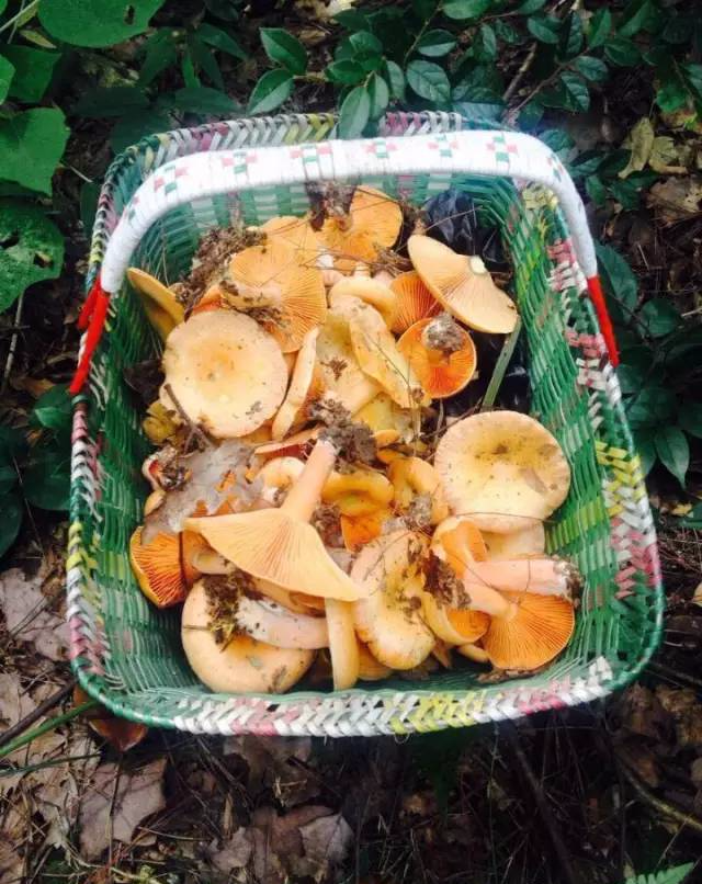 新化山里枞树菇麻嘎里,三分钟搞一筐,明天你不去捡吗?