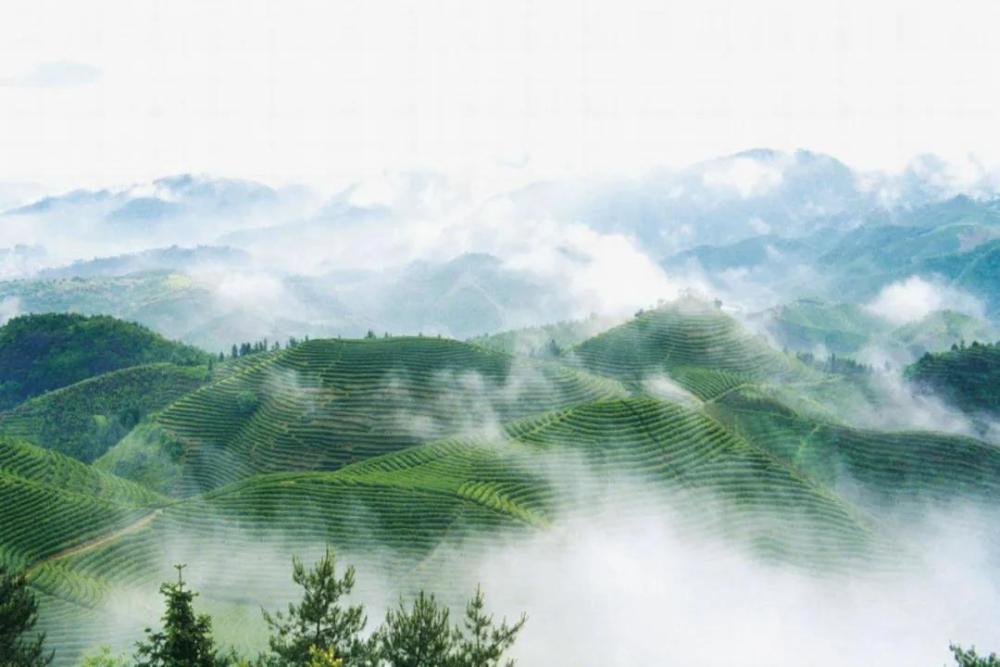 遂川狗牯脑茶园