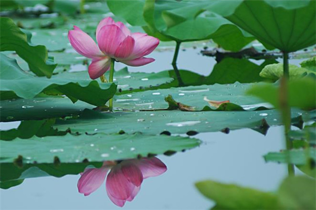 秋荷红衣古诗六首:露白莲衣浅,红荷落故衣_腾讯网