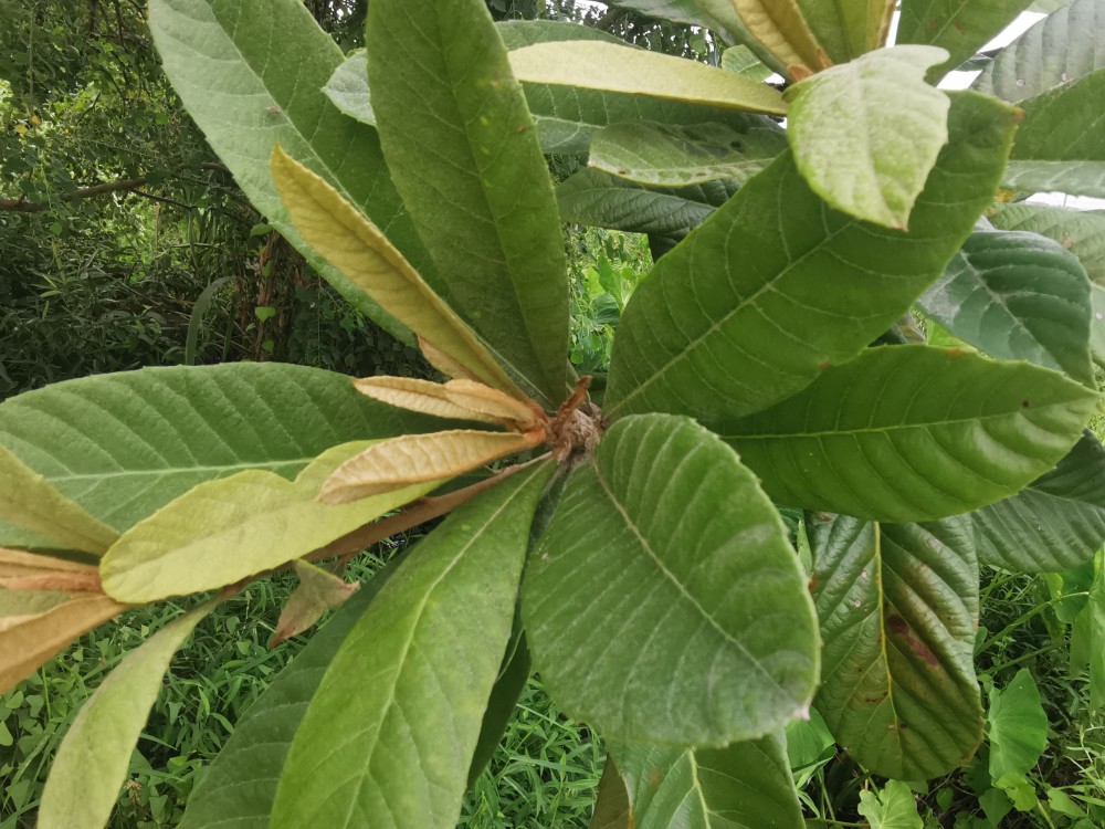 身边的中草药—枇杷叶