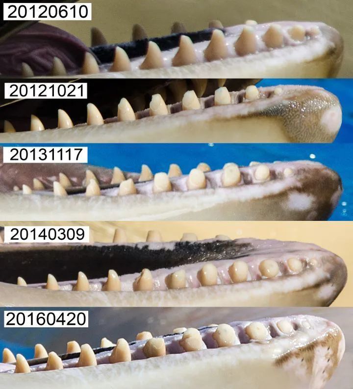 这并不是他们挑食 这主要因为虎鲸的牙口不行 虎鲸的牙齿很容易磨损