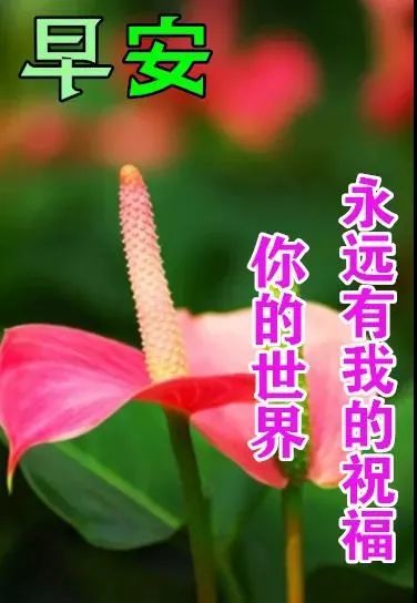 8张秋日最新特漂亮早上好鲜花动画图片带祝福语 2021最美秋日早安问候