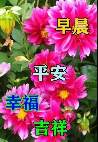 8张秋日最新特漂亮早上好鲜花动画图片带祝福语 2021最美秋日早安问候