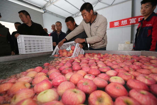 中国苹果10强县:宁县第一,秦安不敌庆城