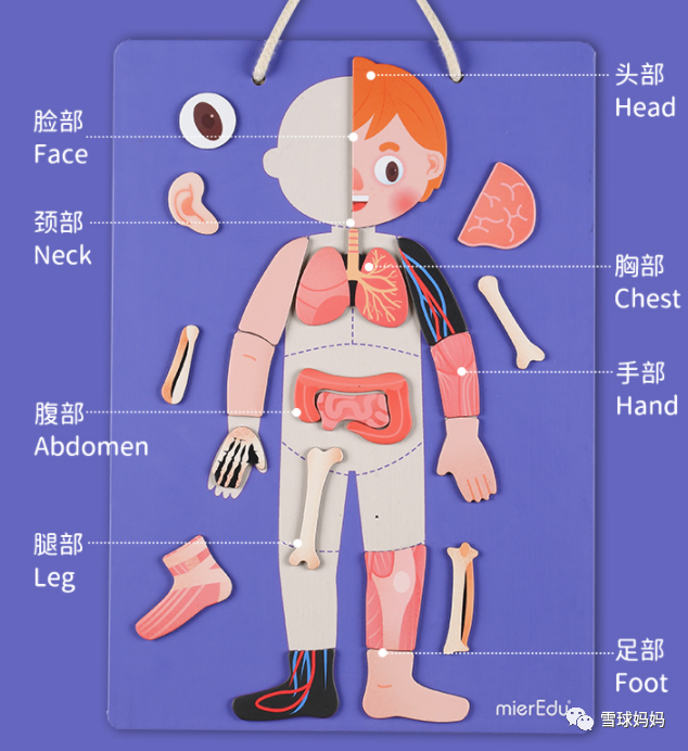 从不用的层面认知人体结构.