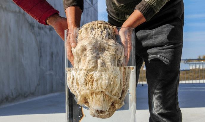 跳出三界之外,有哪些生物是违背自然规律的"太岁"你听说过吗