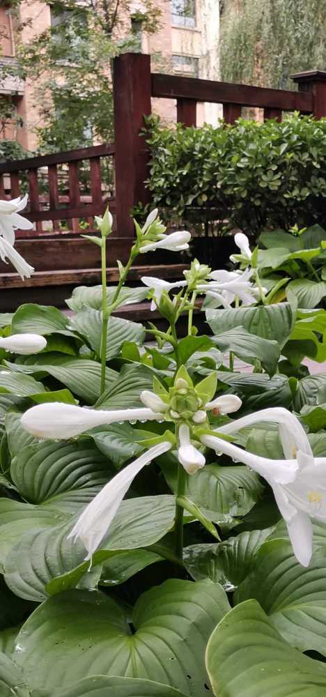 诗人和诗专缉《玉簪花》