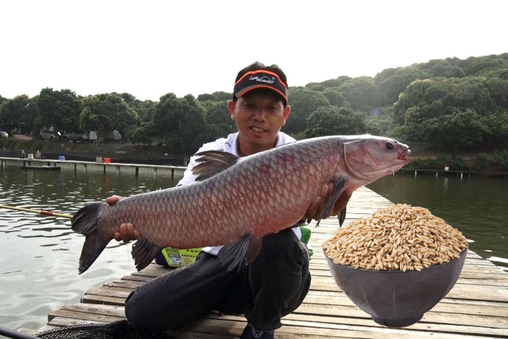 钓青鱼窝料的味型怎样配制?钓青鱼窝料的制作方法和味型配制技巧