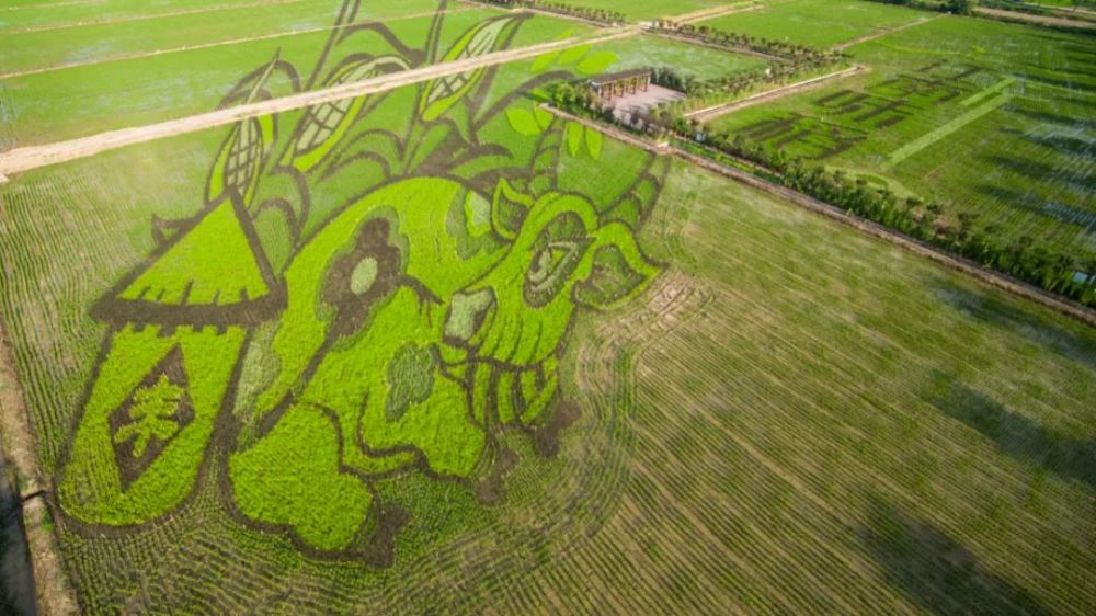 一幅"稻田画"的种植大致要经过彩稻选育,图案设计,画面定位,人工栽种