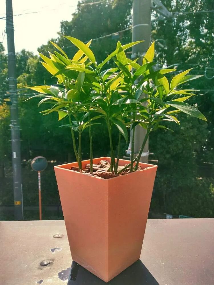 用播种的方法培育盆栽竹柏,幼苗极其耐阴,很适合养在室内