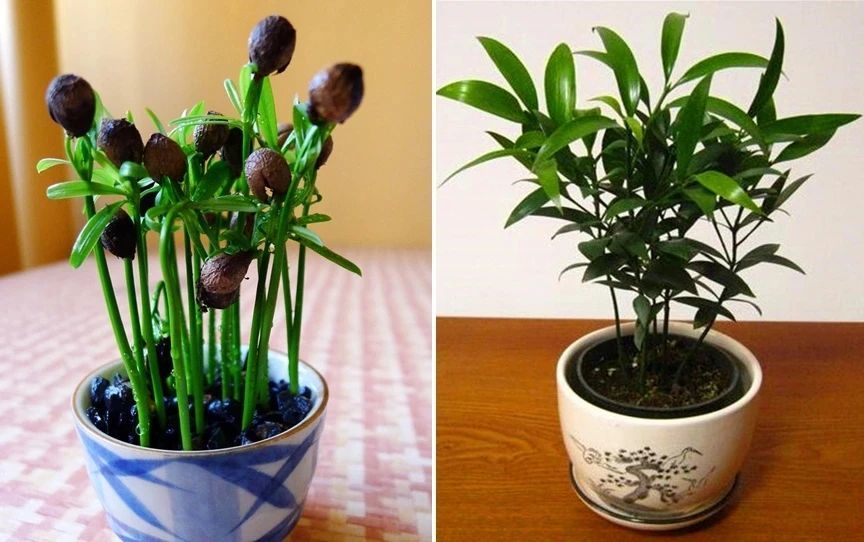用播种的方法培育盆栽竹柏,幼苗极其耐阴,很适合养在室内
