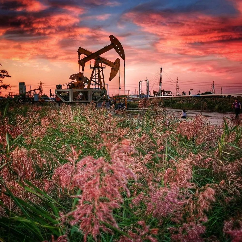 盘锦油田矿区拍摄芦苇荡里的高密度采油机和油田的井区