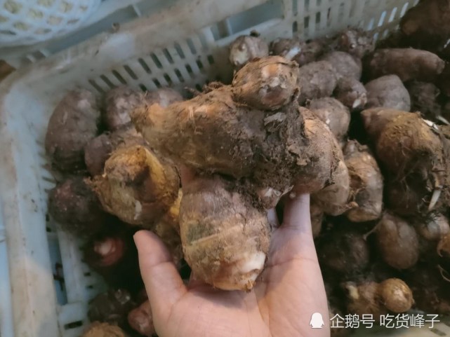 一个芋头中芋头母儿只有一个,在其上面有很多的芋头子儿,它的特点就是