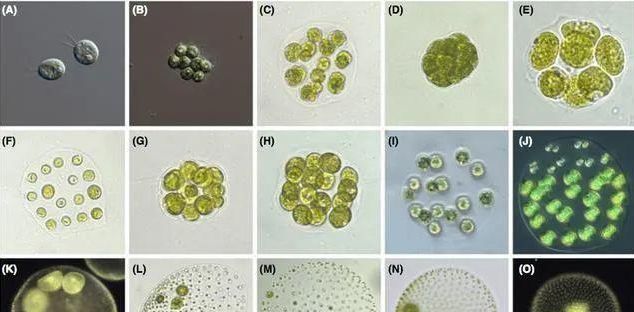 藻类是自然界中最特别的一类生物,既不是动物,也不是植物,还不是真菌