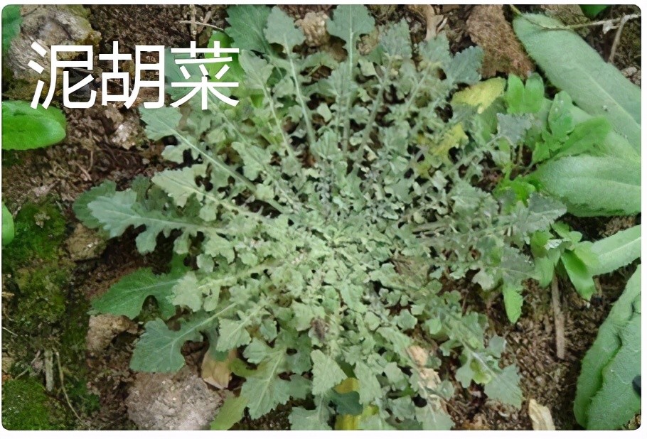 心仪自然 认识野菜-荠菜