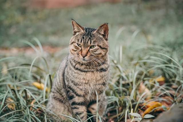 凭什么歧视狸花猫凭什么狸花猫就得流浪街头