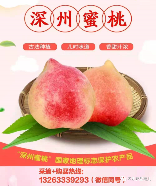 深州蜜桃公益形象大使!央视主持人