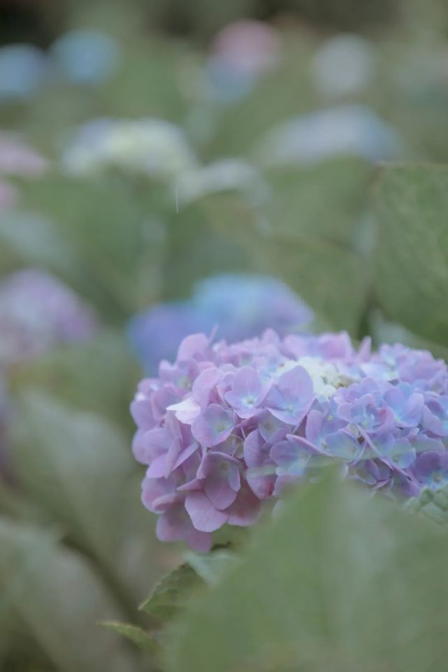 呈贡这片绣球花田,让你一秒踏入宫崎骏的夏天!