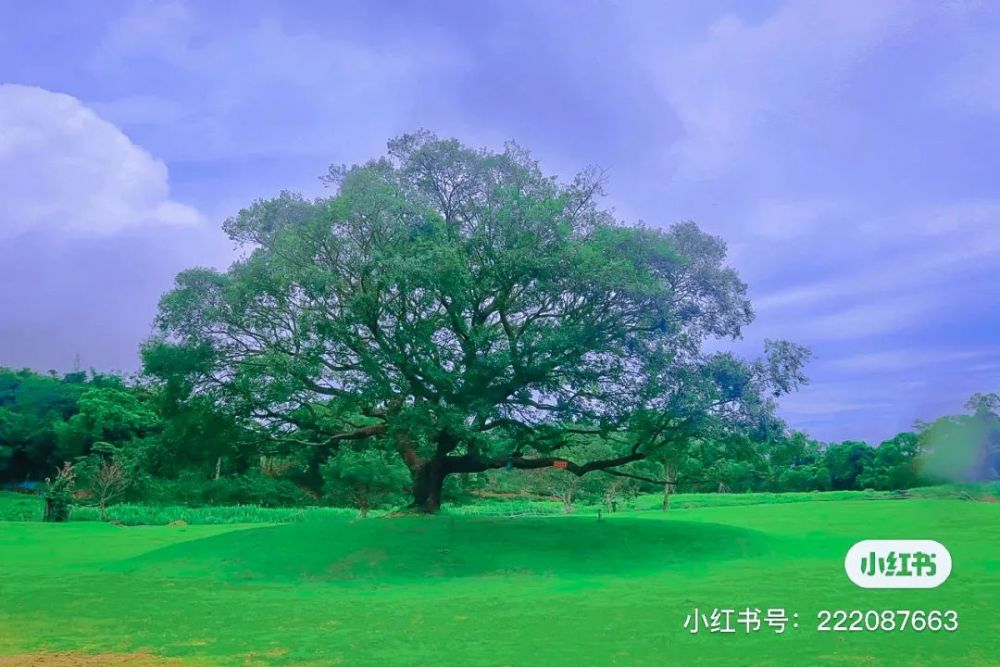 草坪湿地上的几颗苍天大树与一大片草坪,格外有意境.