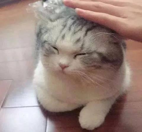 主人摸猫咪头在猫咪眼中可能有这些意思